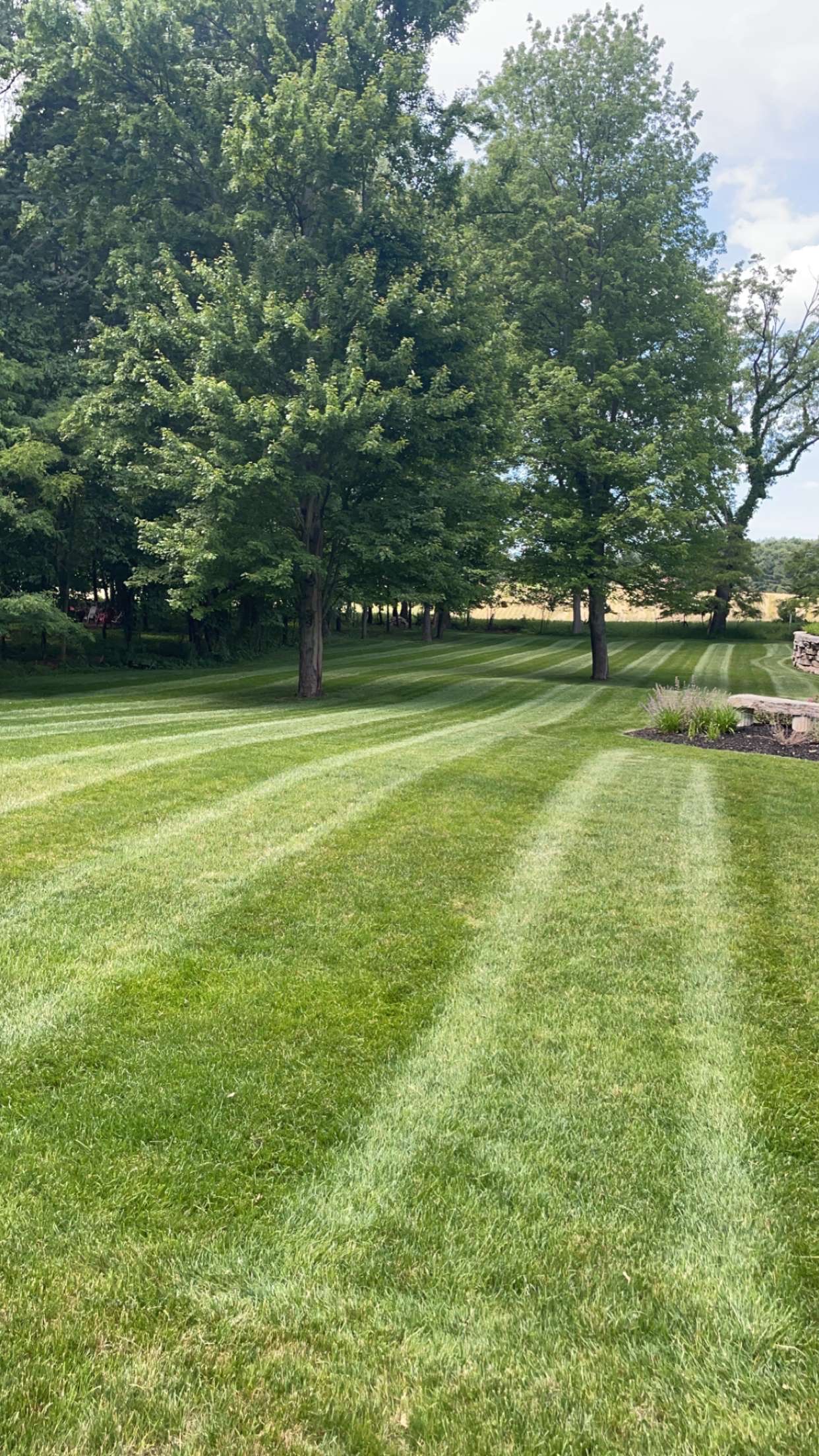 Core aeration and overseeding lawn transformation result